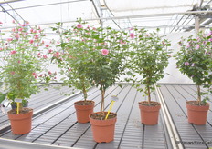 Anisodontea Mitembe heeft ook een grotere bloem, groter blad, donker hart met heldere rand.